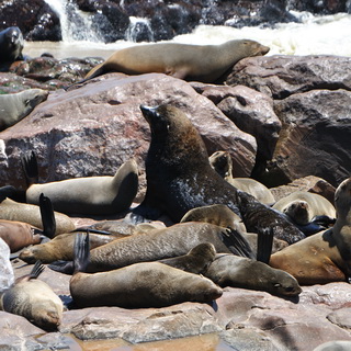 Cape Cross - Sea lions